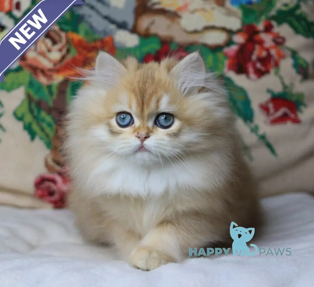 Yummi British Longhair female chocolate golden chinchilla live animals