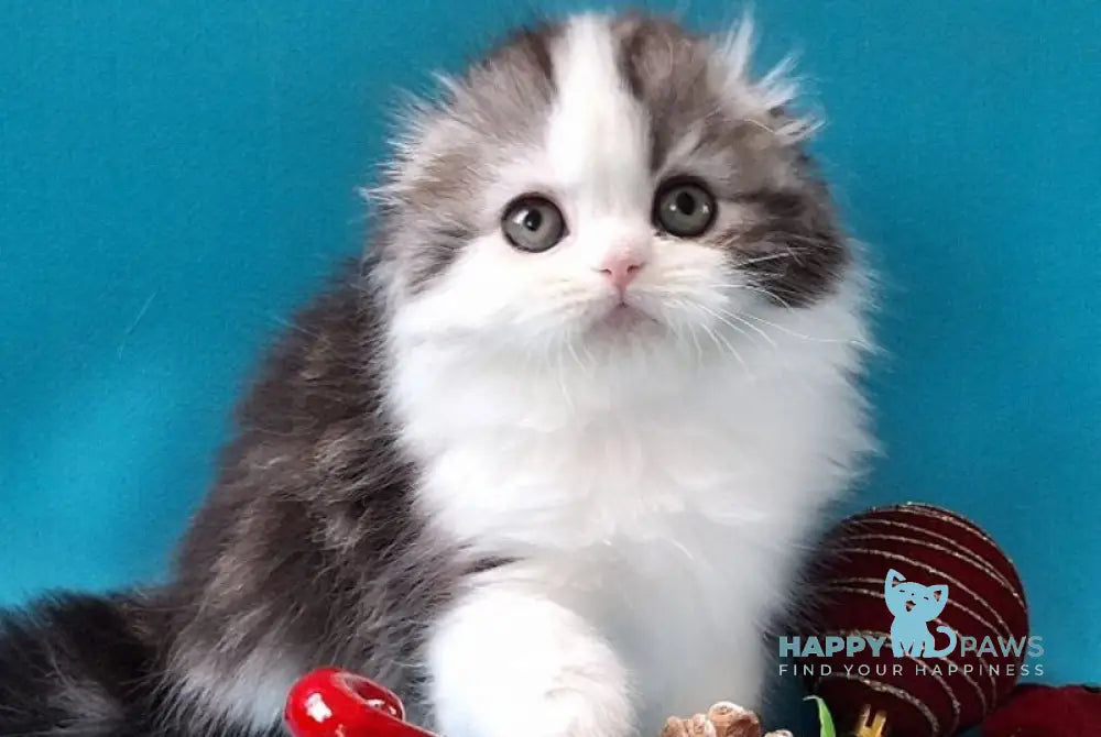 Yummi Scottish Fold male black silver tabby bicolour live animals