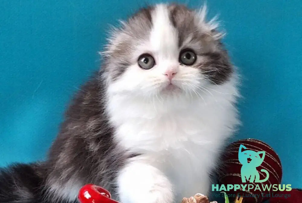 Yummi Scottish Fold male black silver tabby bicolour live animals