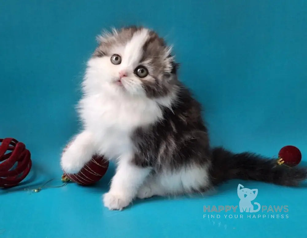 Yummi Scottish Fold male black silver tabby bicolour live animals