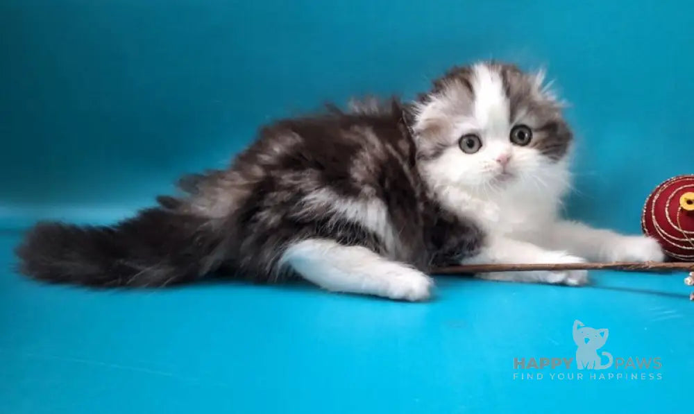 Yummi Scottish Fold male black silver tabby bicolour live animals