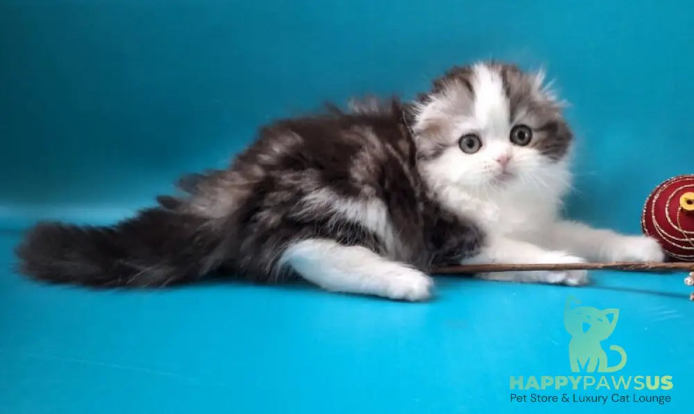 Yummi Scottish Fold male black silver tabby bicolour live animals