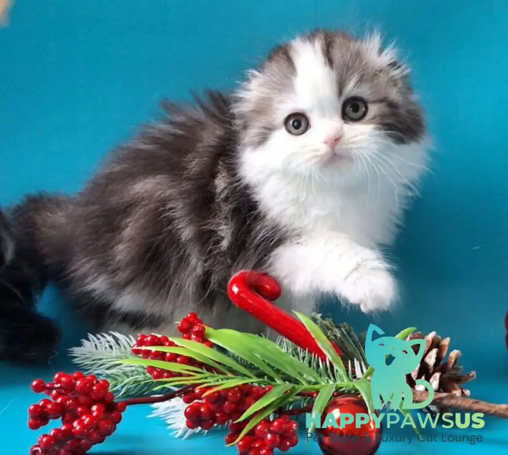 Yummi Scottish Fold male black silver tabby bicolour live animals