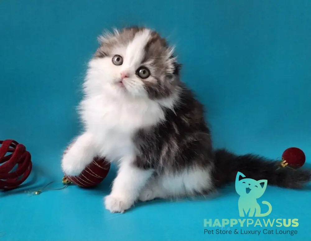 Yummi Scottish Fold male black silver tabby bicolour live animals