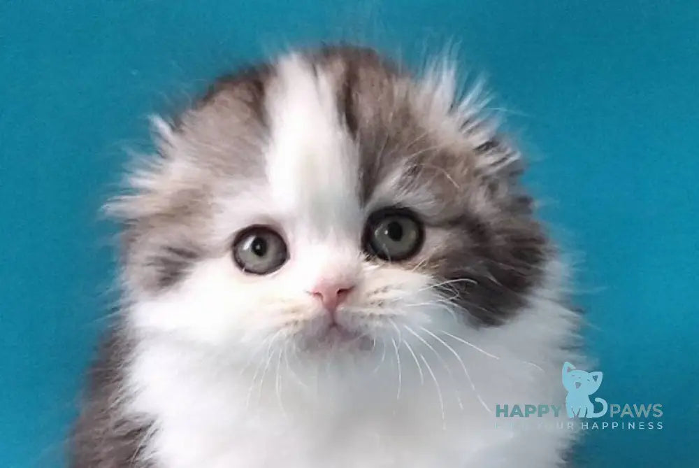 Yummi Scottish Fold male black silver tabby bicolour live animals