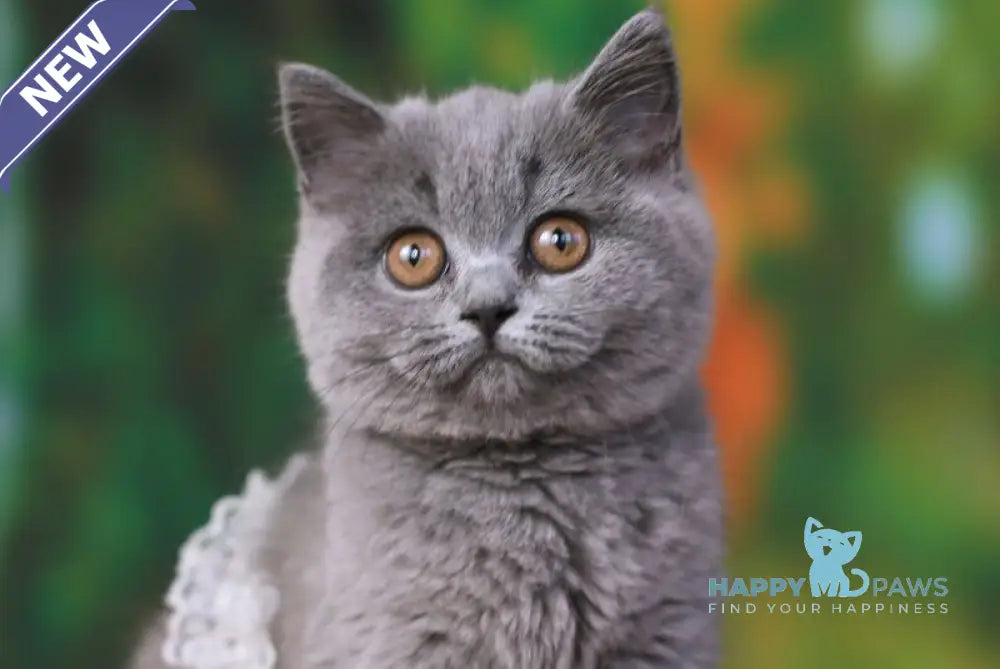 Yummy British Shorthair female blue live animals
