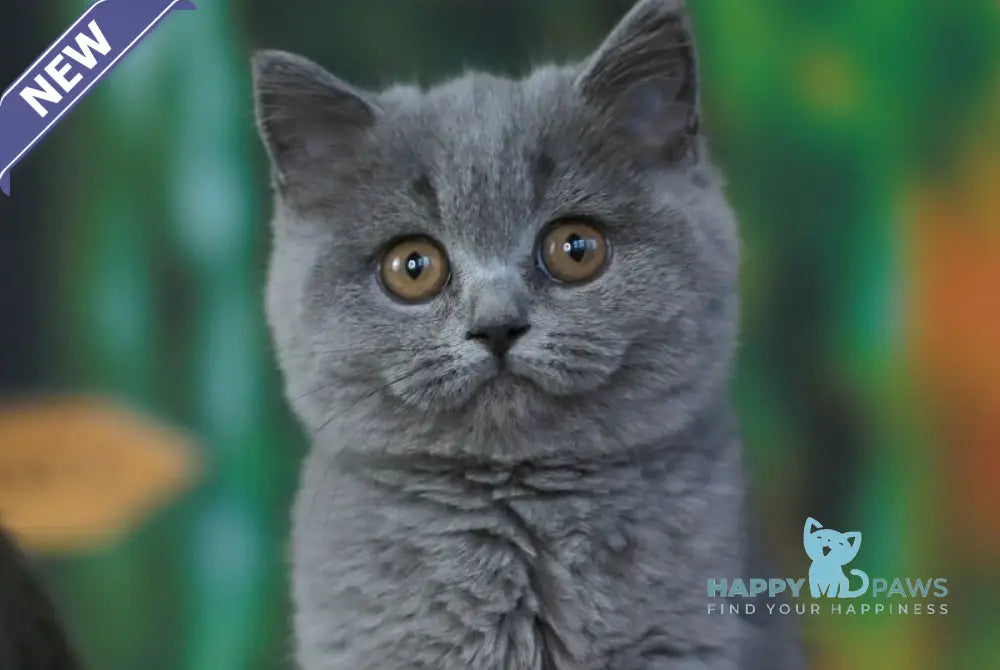 Yummy British Shorthair female blue live animals