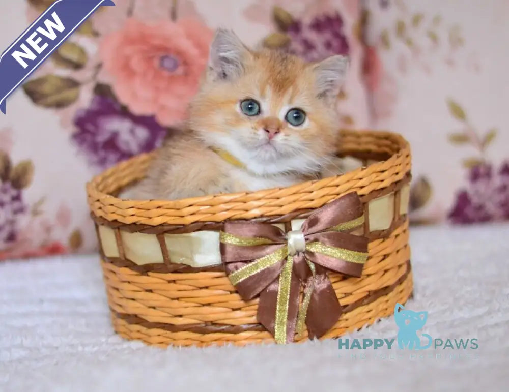Yummy British Shorthair male chocolate golden shaded live animals