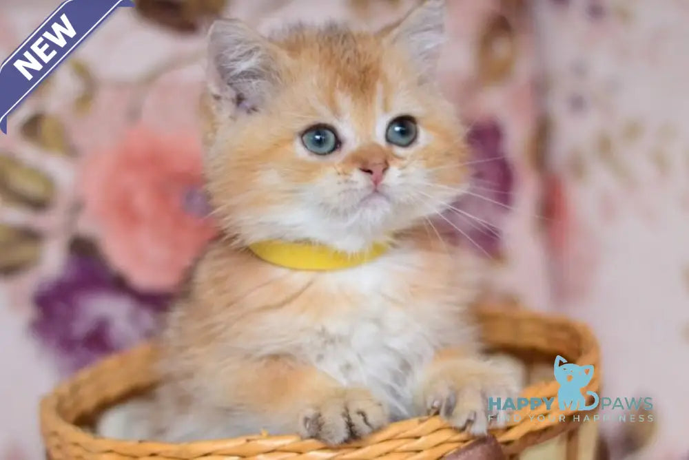 Yummy British Shorthair male chocolate golden shaded live animals