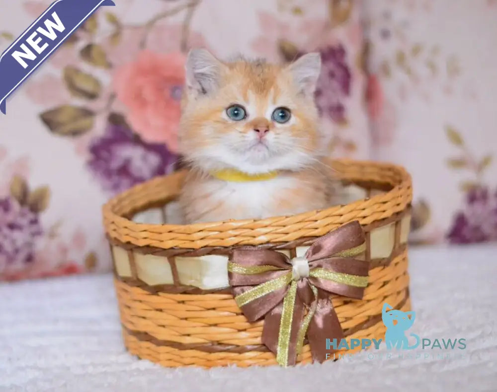 Yummy British Shorthair male chocolate golden shaded live animals