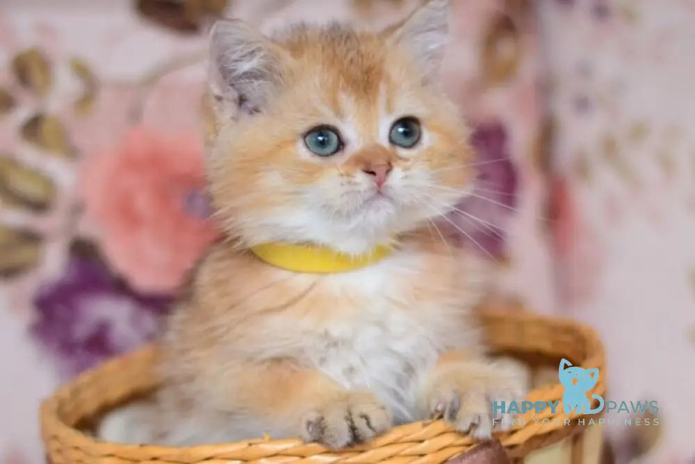 Yummy British Shorthair male chocolate golden shaded live animals