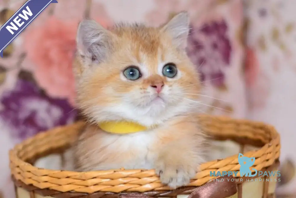 Yummy British Shorthair male chocolate golden shaded live animals