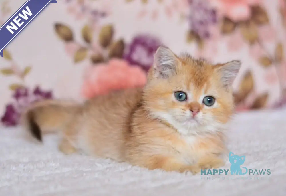 Yummy British Shorthair male chocolate golden shaded live animals