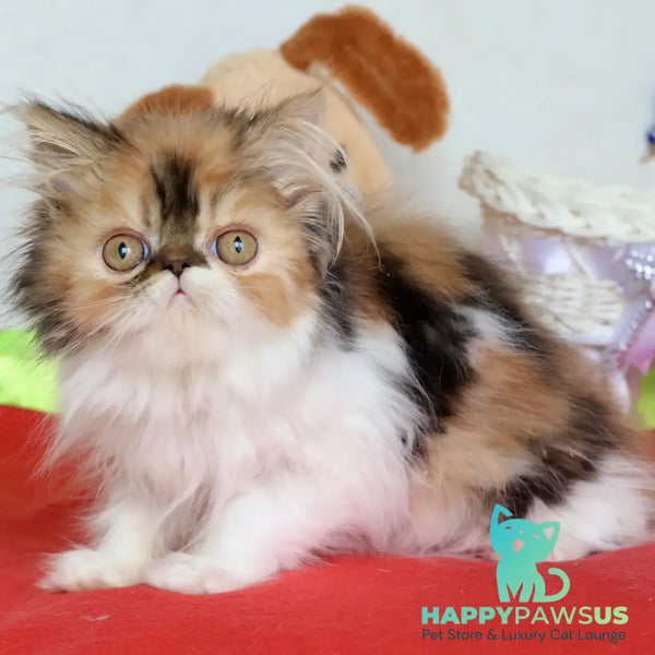 Yummy Persian female black tortie bicolour - live animals