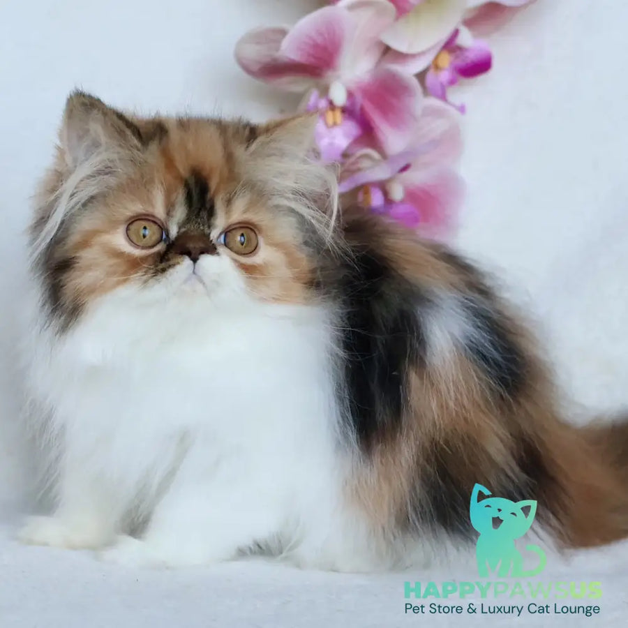 Yummy Persian female black tortie bicolour - live animals
