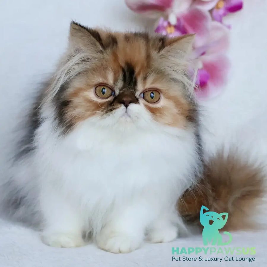 Yummy Persian female black tortie bicolour - live animals