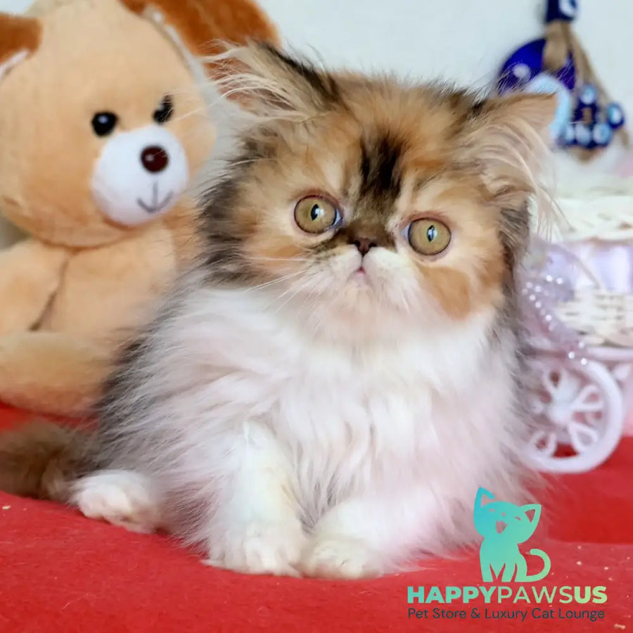 Yummy Persian female black tortie bicolour - live animals