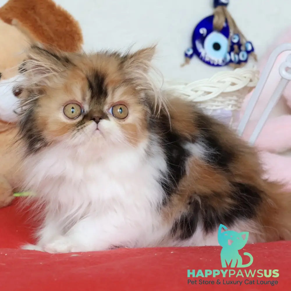 Yummy Persian female black tortie bicolour - live animals