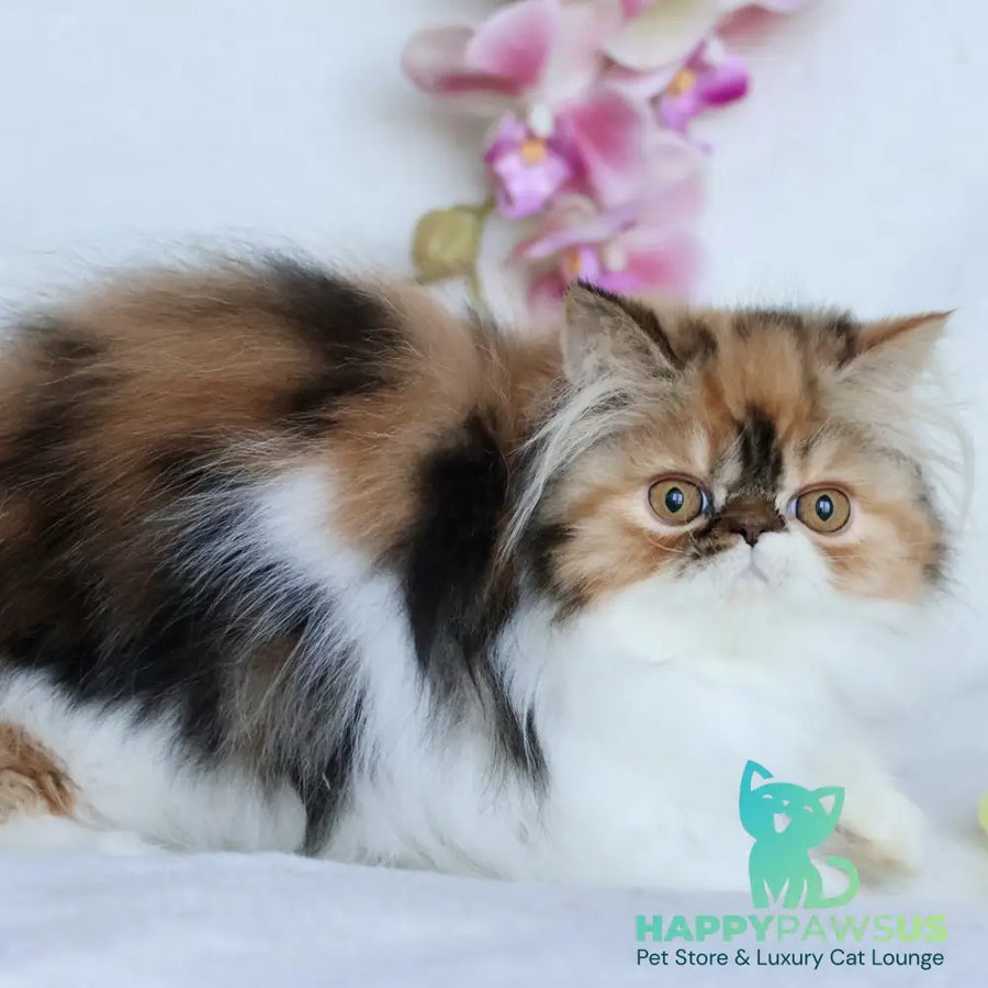 Yummy Persian female black tortie bicolour - live animals