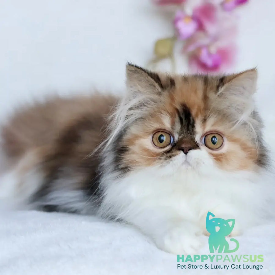 Yummy Persian female black tortie bicolour - live animals