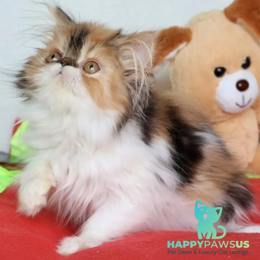 Yummy Persian female black tortie bicolour - live animals