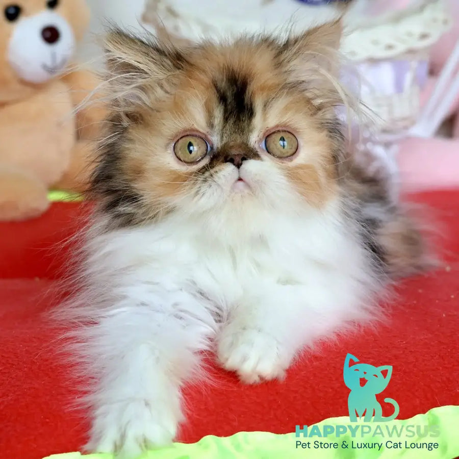 Yummy Persian female black tortie bicolour - live animals