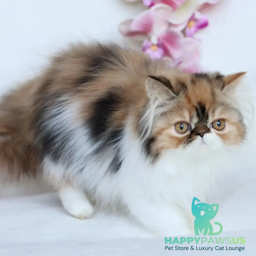 Yummy Persian female black tortie bicolour - live animals