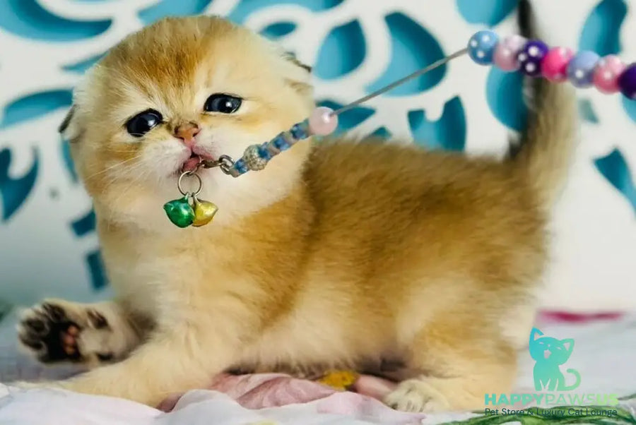 Yummy Scottish Fold male black golden shaded - live animals