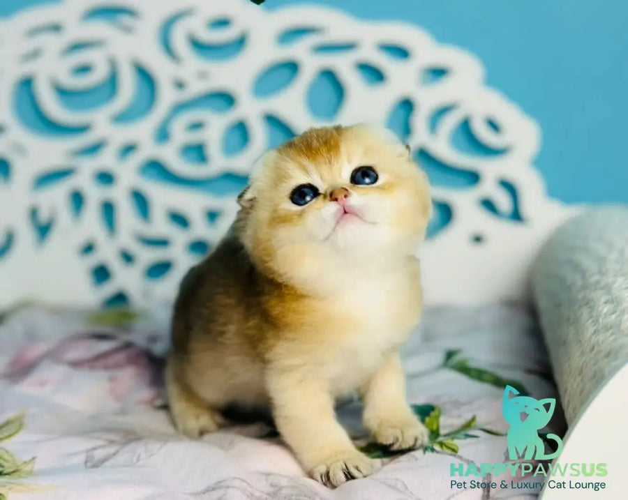 Yummy Scottish Fold male black golden shaded - live animals