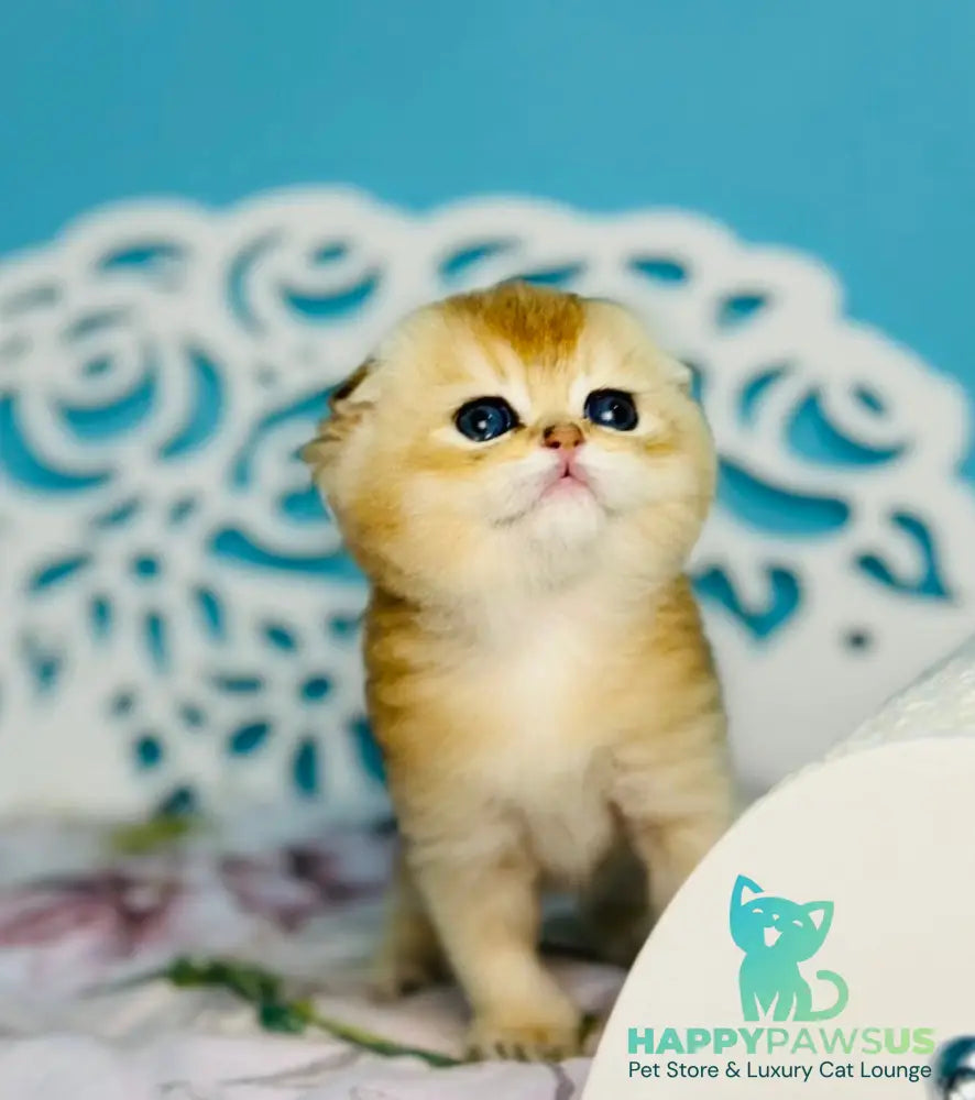 Yummy Scottish Fold male black golden shaded - live animals