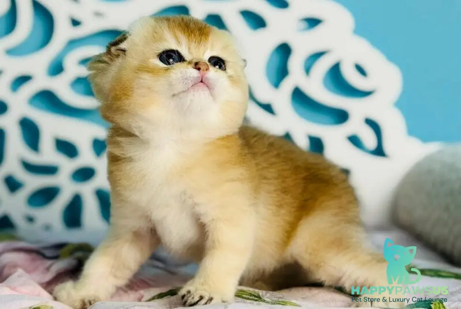 Yummy Scottish Fold male black golden shaded - live animals