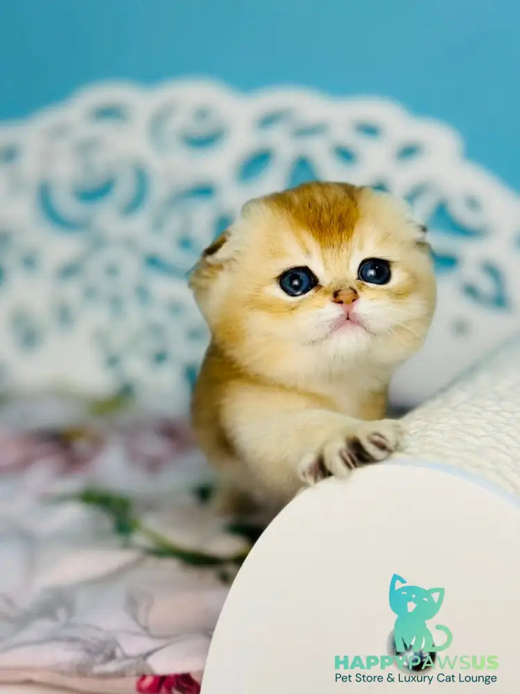 Yummy Scottish Fold male black golden shaded - live animals