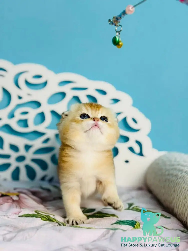 Yummy Scottish Fold male black golden shaded - live animals