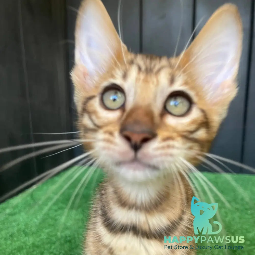 Yun Toyger male brown tabby - live animals