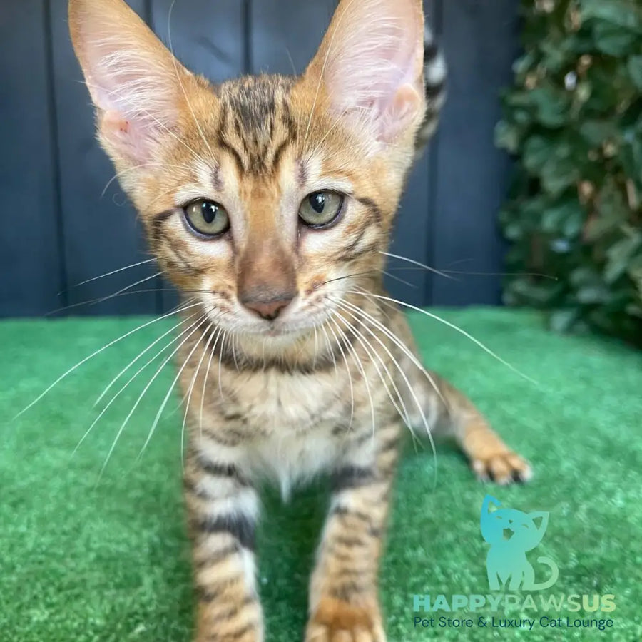 Yun Toyger male brown tabby - live animals