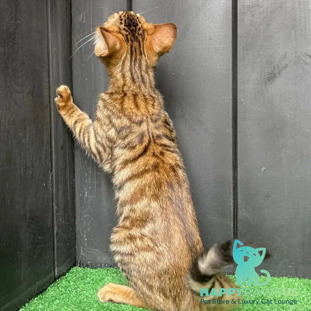 Yun Toyger male brown tabby - live animals