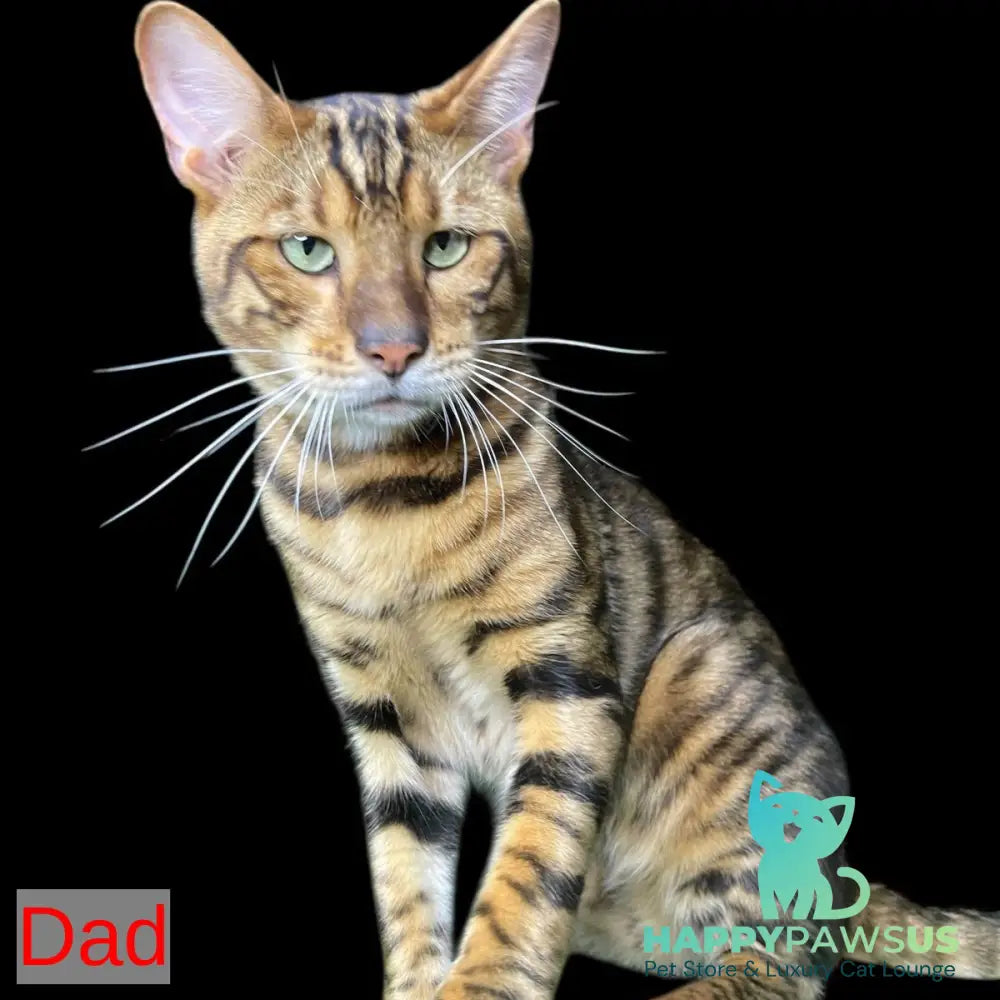Yun Toyger male brown tabby - live animals