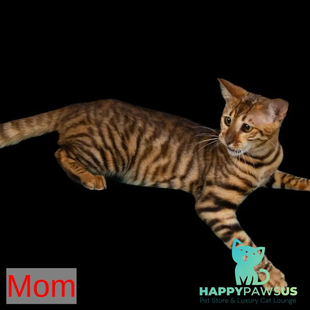 Yun Toyger male brown tabby - live animals