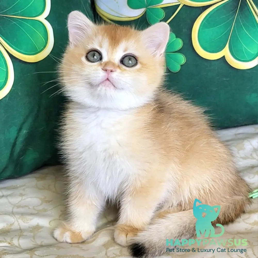 Yuna British Shorthair female black golden chinchilla - live animals
