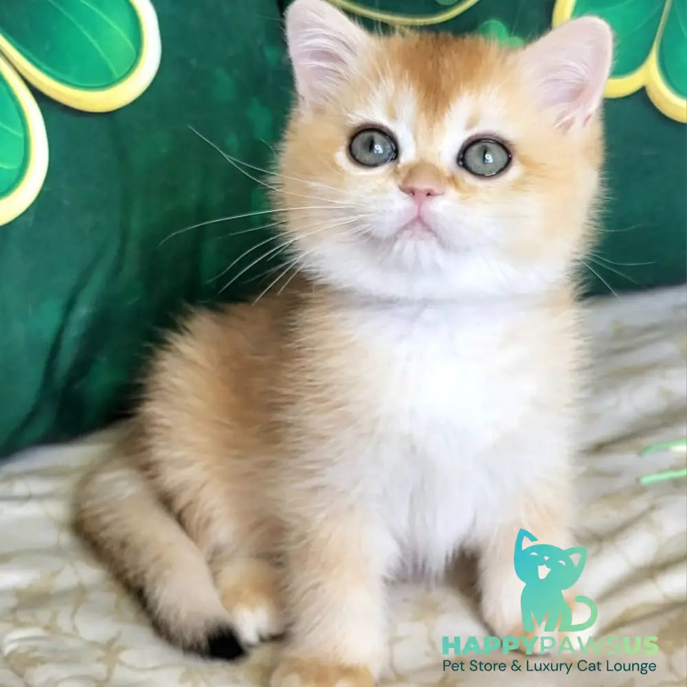 Yuna British Shorthair female black golden chinchilla - live animals