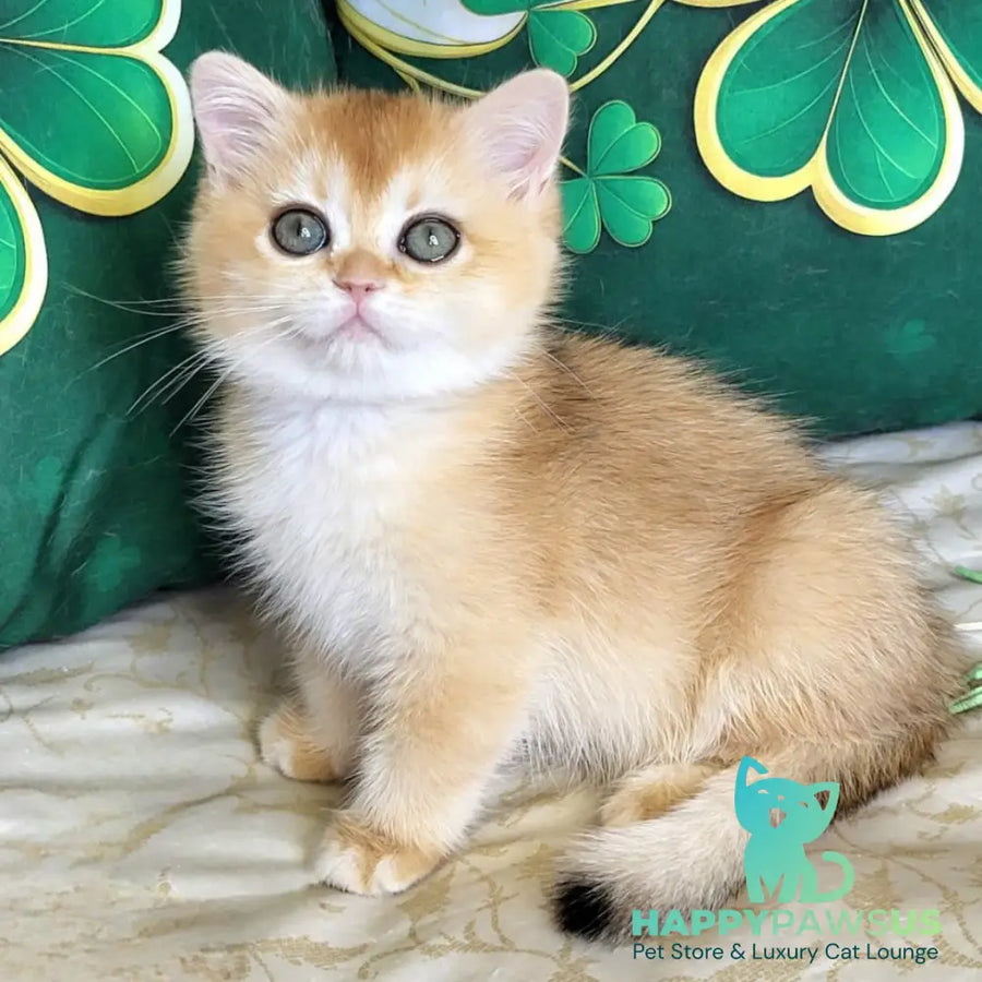 Yuna British Shorthair female black golden chinchilla - live animals