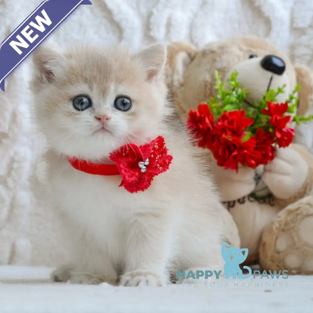 Yuna British Shorthair female blue golden chinchilla live animals