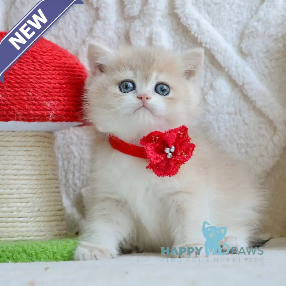 Yuna British Shorthair female blue golden chinchilla live animals