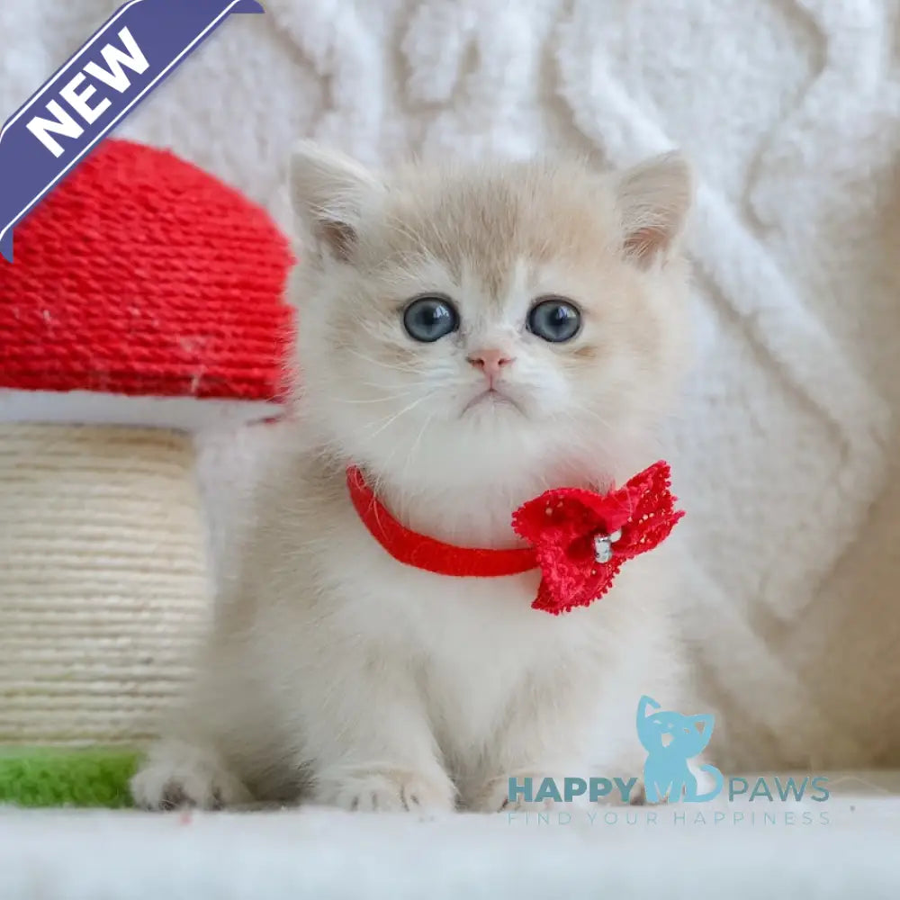 Yuna British Shorthair female blue golden chinchilla live animals