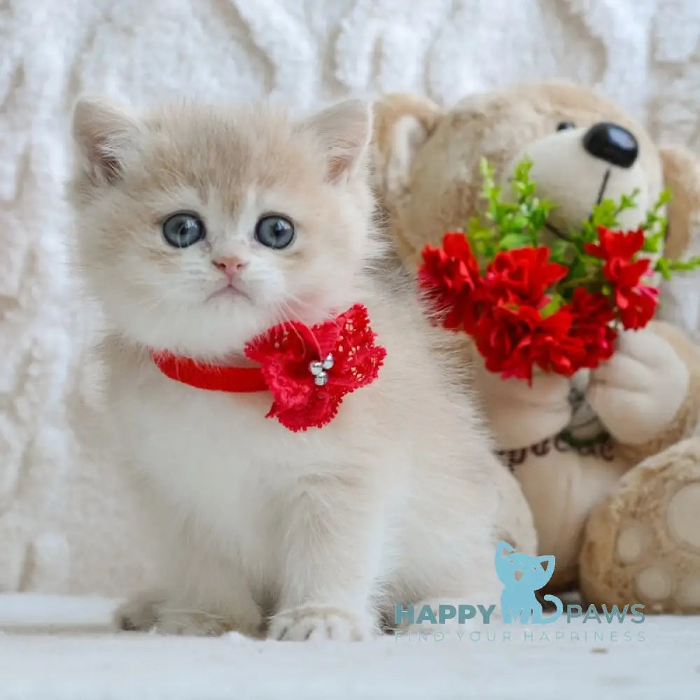 Yuna British Shorthair female blue golden chinchilla live animals
