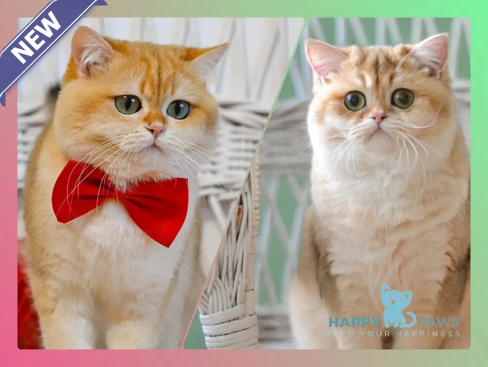 Yuna British Shorthair female blue golden chinchilla live animals