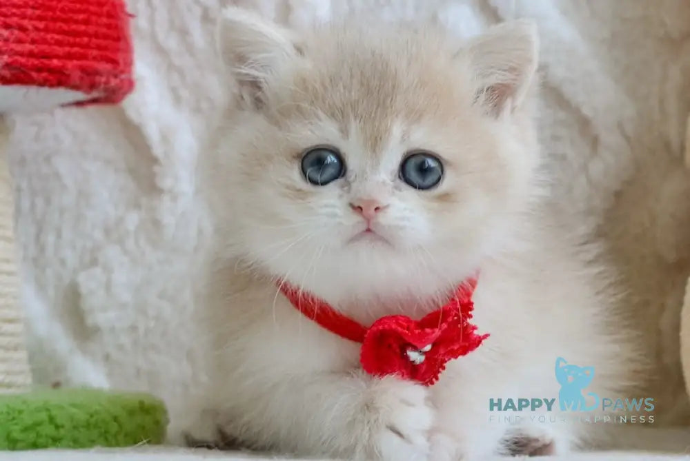 Yuna British Shorthair female blue golden chinchilla live animals