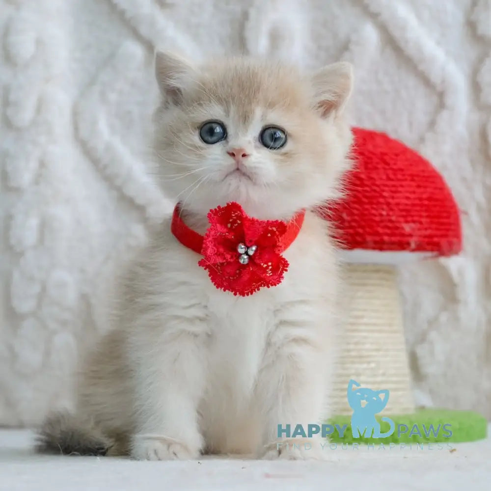 Yuna British Shorthair female blue golden chinchilla live animals