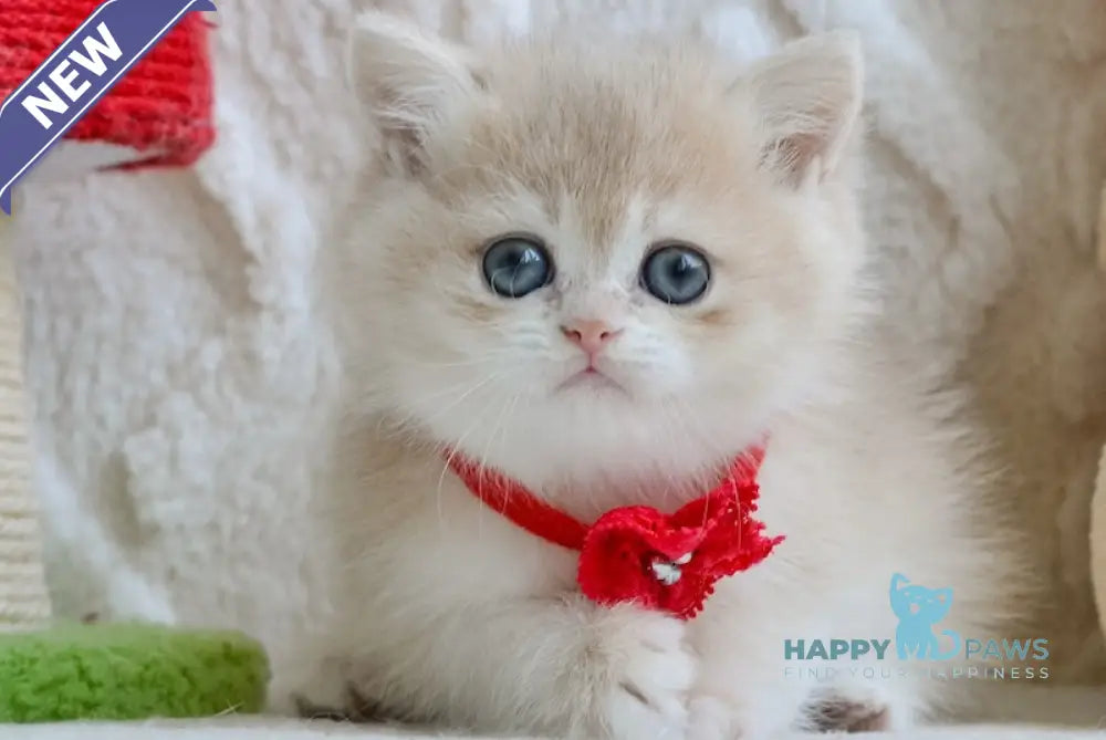 Yuna British Shorthair female blue golden chinchilla live animals