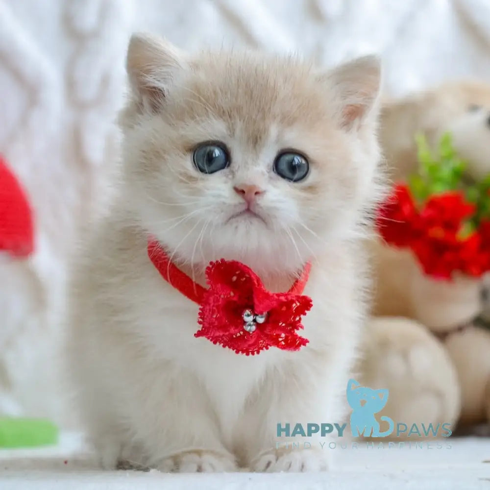 Yuna British Shorthair female blue golden chinchilla live animals